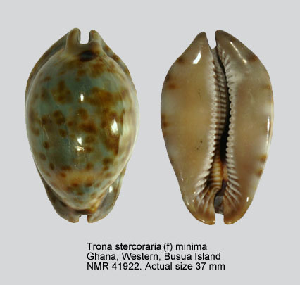 Trona stercoraria minima.jpg - Trona stercoraria (f) minima(Linnaeus,1758)